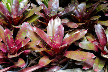 Bromeliad in the garden. Colorful plant leaves