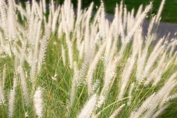 Fountain grass or pennisetum alopecuroides