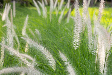 Fountain grass or pennisetum alopecuroides