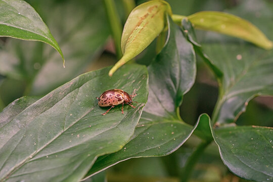 Calligrapha leaf beetle sitting on a leaf