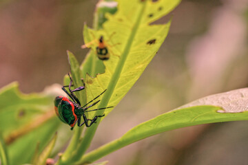 Red and black leaf bug sitting on leaf