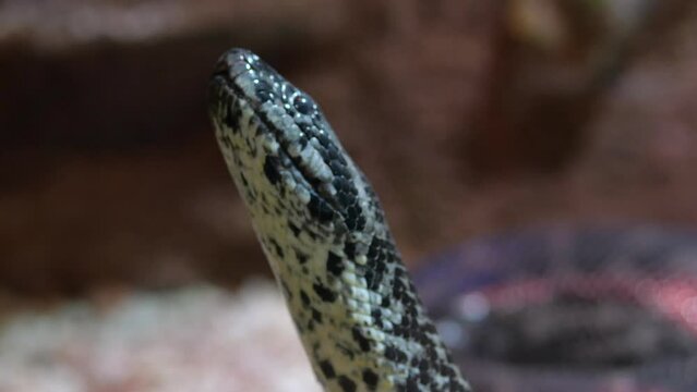 close up of snakeskin. The snake is crawling