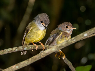 Pale Yellow Robin in Queensland Australia