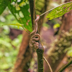 Small eyelash viper curled up on a small tree
