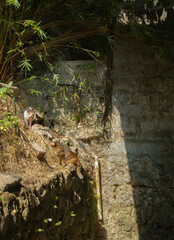 two cats are ready to fight each other.