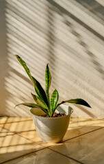 Snake Plant in a white pot on the floor