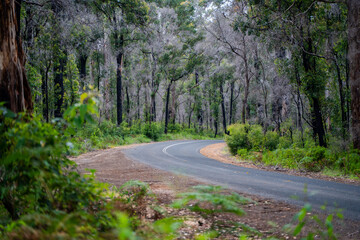 Roadtrip through Boranup forest in Margaret River