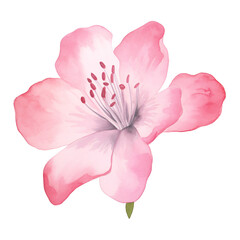 watercolor azalea illustration,Pink floral ,pastel flower, single object. isolated on white and transparent background