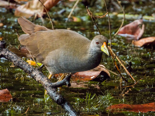 Pale-vented Bush Hen in Queensland Australia