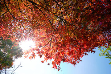 晴れの日に真っ赤な紅葉