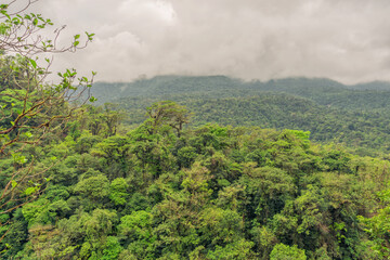 Landscape looking across the rain forest canopy