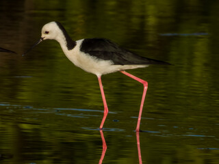 Pied Stilt in Queensland Australia