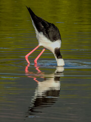 Pied Stilt in Queensland Australia