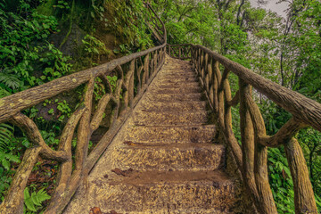 Looking up mud stairs in the trees