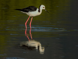 Pied Stilt in Queensland Australia