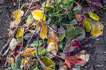 Bright autumn leaves covered with frosty frost have fallen on the road