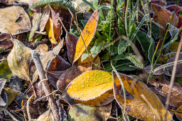 Bright autumn leaves covered with frosty frost have fallen on the road