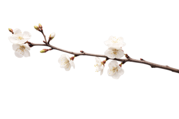 plum blossom branch or twig isolated on a transparent background for decorative mockups or template background, tree branch with flowers and buds PNG, Wooden Stick, stem