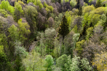 Aerial view of green forest with flowing forest stream