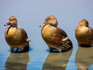 Plumed Whistling Duck in Queensland Australia