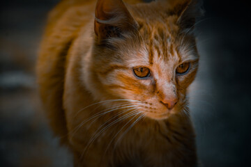 Gato naranja