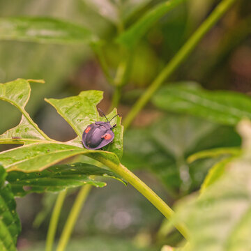 A Stolas cucullata sitting on a leaf
