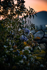 Flores en primavera