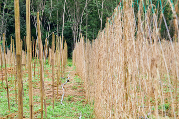 Bamboo trellis net on agricultural field