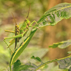 Two grasshoppers mating on a leaf