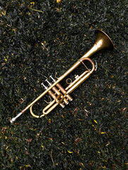 trumpet © Chandrika