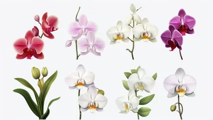 Foto auf Leinwand Orchid flower set Tropical plants, orchid floral watercolor illustration, botanical painting, greeting card frame border flowers, orchids, and leaves for wedding stationery, background, postcard, etc © ND STOCK