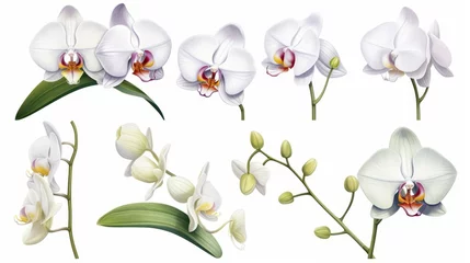 Foto auf Leinwand Orchid flower set Tropical plants, orchid floral watercolor illustration, botanical painting, greeting card frame border flowers, orchids, and leaves for wedding stationery, background, postcard, etc © ND STOCK