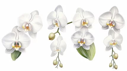 Schilderijen op glas Orchid flower set Tropical plants, orchid floral watercolor illustration, botanical painting, greeting card frame border flowers, orchids, and leaves for wedding stationery, background, postcard, etc © ND STOCK