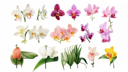 Fototapeten Orchid flower set Tropical plants, orchid floral watercolor illustration, botanical painting, greeting card frame border flowers, orchids, and leaves for wedding stationery, background, postcard, etc © ND STOCK