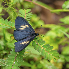 Side view of a lamplight actinote sitting on a leaf.