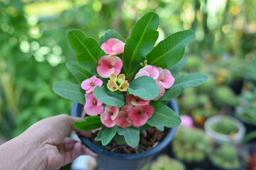 Close up of pink euphorbia milii, crown of thorns, in pot popularly grown in Thailand.