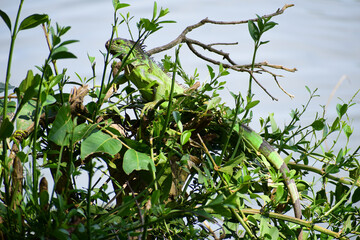 iguana sitting on tree in nature, Veracruz Mexico