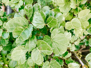 Obraz premium green leaves background