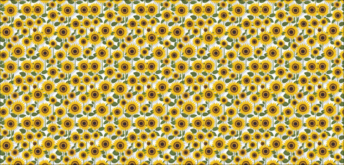 Vector A field of sunflowers vector simple 3d smooth cut isolated illustration