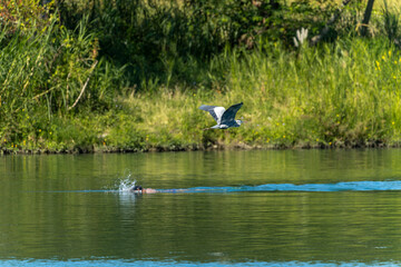 Grey heron in flight above the water