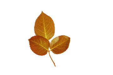 Digital png illustration of brown autumn leaves on transparent background