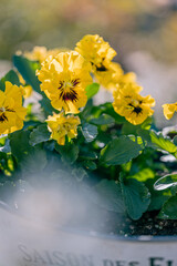 パンジーとビオラの寄せ植え