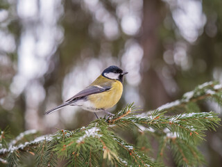 Cute bird Great tit, songbird sitting on the fir branch with snow in winter