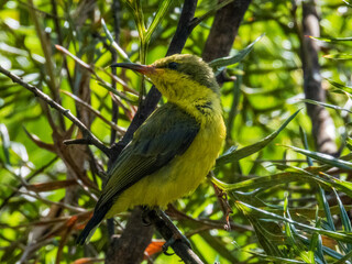 Sahul Sunbird in Queensland Australia