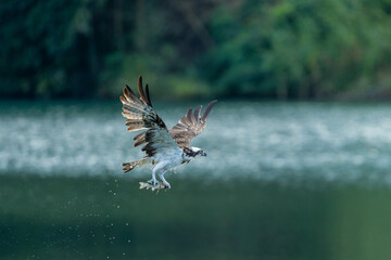 Osprey in flight with a fish in talons