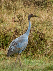 Sarus Crane in Queensland Australia