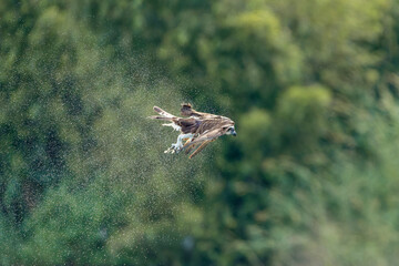 Osprey in flight shake the excess water from the feathers
