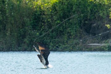 Osprey before diving in the water