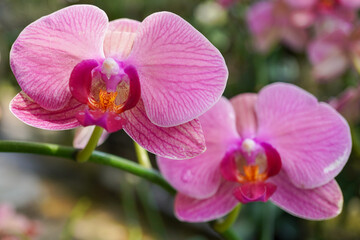 Naklejka na ściany i meble beautiful orchid