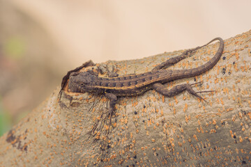 Macro of a Rose-Bellied Lizard